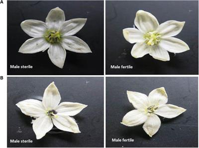 Molecular Markers Associated to Two Non-allelic Genic Male Sterility Genes in Peppers (Capsicum annuum L.)